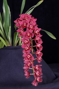 Cymbidium Crimson Falls Ori Gem HCC/AOS 79 pts. Inflorescence